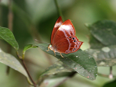 Abisara saturata kausambioides ♀