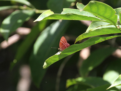 Abisara saturata kausambioides ♂