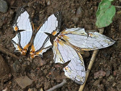 Cyrestis thyodamas thyodamas ♂ with Cyrestis nivea nivalis ♂