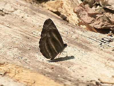 Neptis pseudovikasi ♂