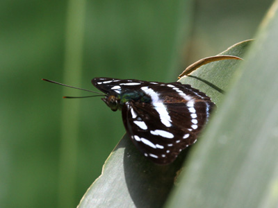 Athyma clerica clerica ♂
