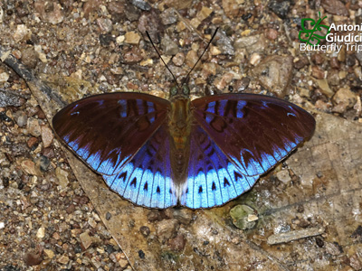 Tanaecia clathrata violaria ♂