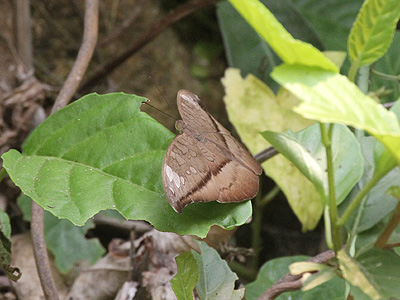 Cynitia cocytus ambrysus ♀