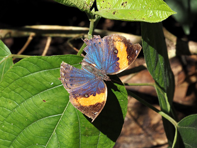 Kallima inachus siamensis ♀