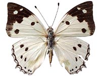 hemina male Up.