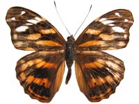 marathus stellaris male Up.