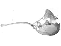 Hestina persimilis persimilis ♂ genitalia