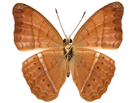 Cirrochroa surya siamensis ♂ Un.