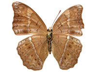Cirrochroa surya siamensis ♀ Un.