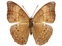 Cirrochroa surya siamensis ♀ Un.