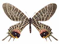 Bhutanitis lidderdalii ocellatomaculata ♀ Un.