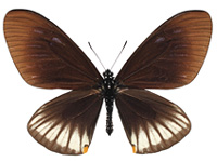 Papilio slateri tavoyanus ♂ Up.