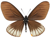 Papilio slateri tavoyanus ♂ Un.