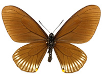 Papilio slateri tavoyanus ♂ Un.