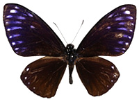 Papilio paradoxa aenigma ♂ Up.