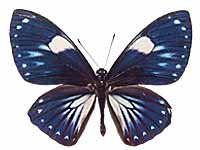 Papilio paradoxa aenigma ♂ Up.