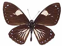 Papilio paradoxa aenigma ♂ Un.