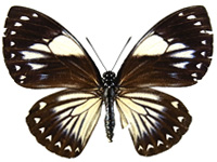 Papilio paradoxa aenigma ♀ Up.