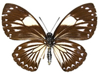 Papilio paradoxa aenigma ♀ Un.