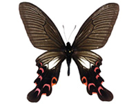 Papilio elwesi ♂ Up.