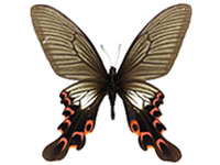 Papilio elwesi ♂ Un.