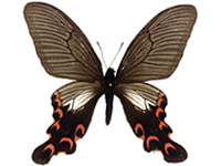 Papilio elwesi ♀ Up.