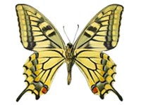 Papilio verityi ♂ Un.
