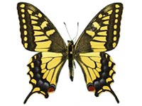 Papilio verityi ♂ Up.