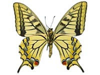 Papilio verityi ♂ Un.