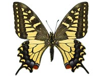 Papilio verityi ♀ Up.