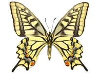 Papilio verityi ♀ Un.