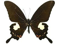 Papilio noblei ♂ Up.
