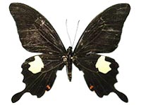 Papilio noblei ♀ Up.