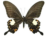 Papilio noblei ♀ Un.