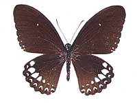 Papilio castor mahadeva ♂ Up.