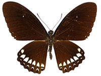 Papilio castor mahadeva ♂ Up.