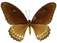 Papilio castor mahadeva ♀ Up.