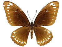 Papilio castor mahadeva ♀ Up.