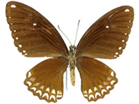 Papilio castor mahadeva ♀ Un.