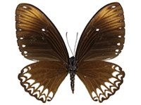 Papilio castor mahadeva ♀ Un.