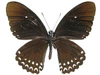 Papilio castor mahadeva ♂ Un.