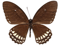 Papilio castor mahadeva ♂ Un.