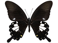 Papilio chaon chaon ♂ Un.