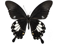 Papilio chaon chaon ♂ Un.