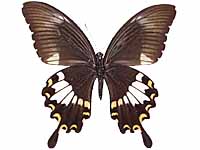 Papilio chaon chaon ♀ Un.
