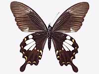 Papilio chaon chaon ♀ Un.
