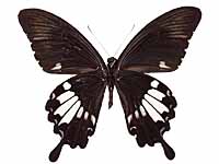 Papilio nephelus annulus ♂ Un.