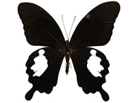 Papilio nephelus annulus ♂ Up.