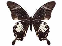 Papilio nephelus annulus ♀ Un.