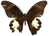 Papilio nephelus annulus ♀ Up.